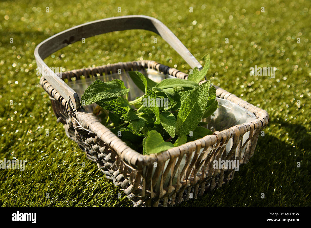 Freshly picked Sage leaves, Salvia officinalis, in a wicker basket on