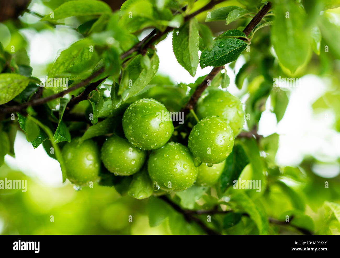 Plum tree autumn hires stock photography and images Alamy