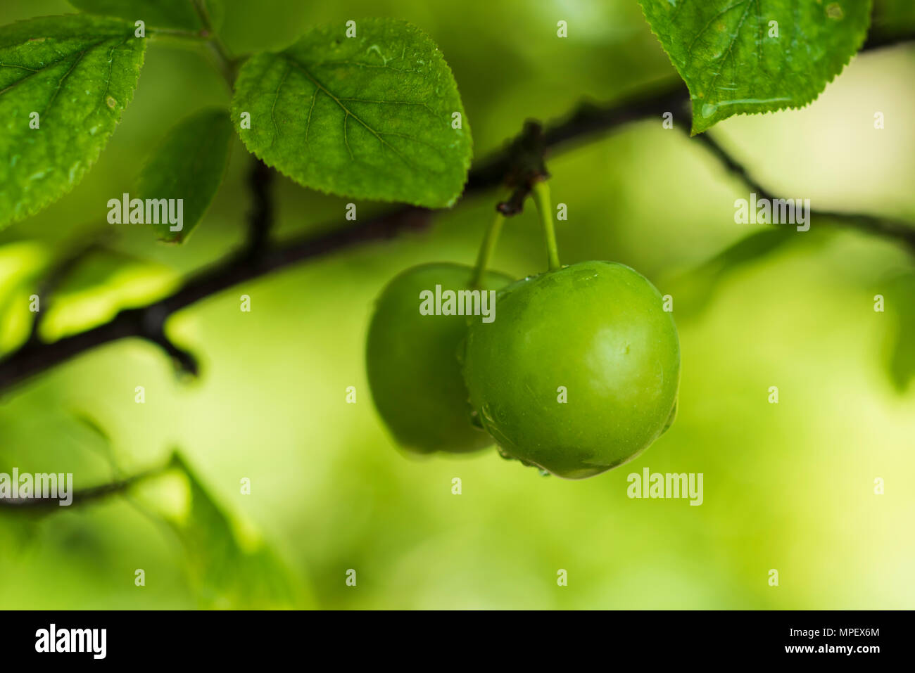 Green plum tree and fresh plums in the garden Stock Photo Alamy