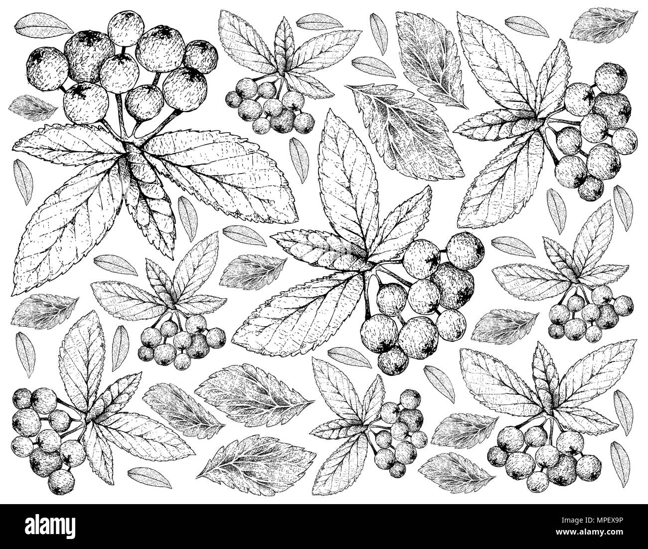 Chokecherry Tree Drawing