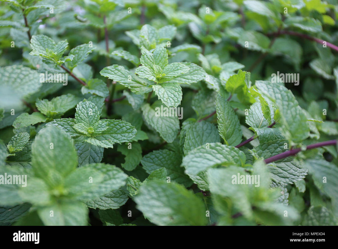 Fresh Mint Leaf Stock Photo