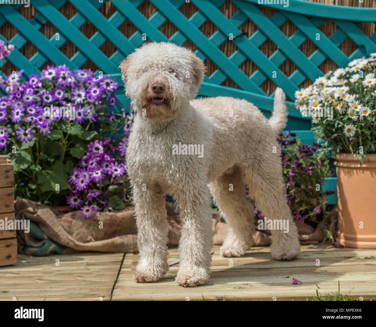 Dog By Decking High Resolution Stock Photography And Images Alamy