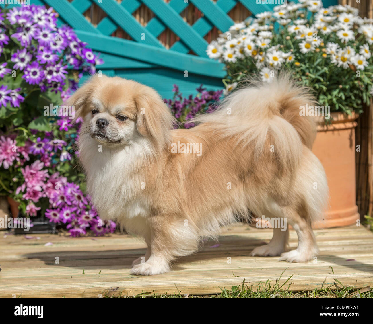 Tibetan calendar hires stock photography and images Alamy