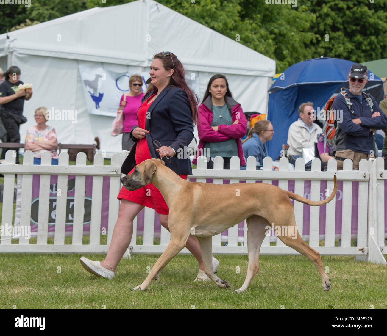Great Dane Dog Stock Photos & Great Dane Dog Stock Images Alamy