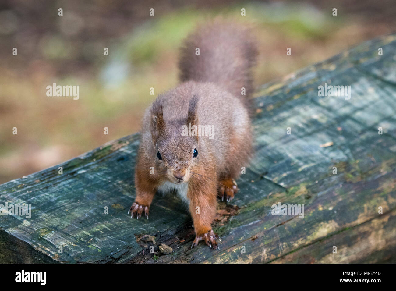 Single, cute red squirrel standing on wooden bench & cheekily looking up - Snaizeholme Red Squirrel Trail, near Hawes, Yorkshire Dales, England, UK. Stock Photo