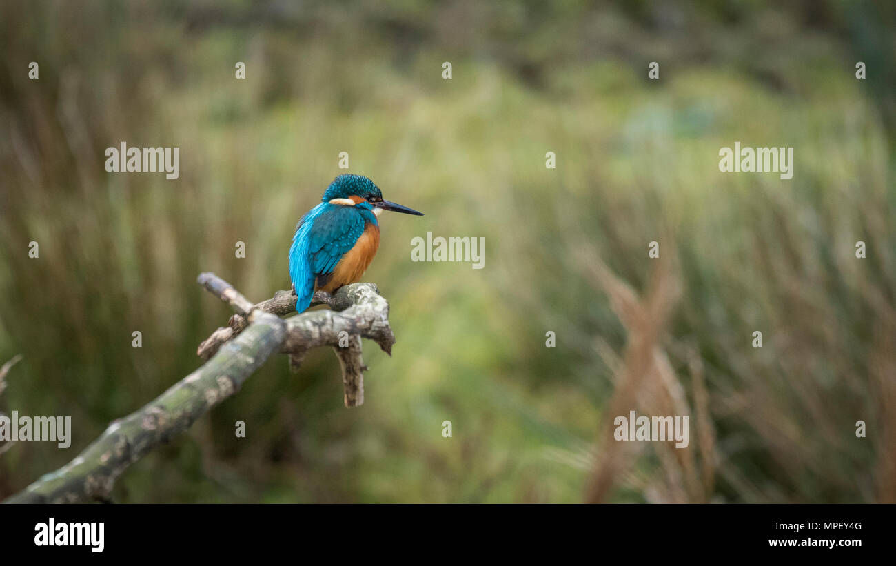 Kingfisher with colourful plumage in natural habitat, perching on branch, waiting & watching for prey - RSPB reserve, Yorkshire, England, UK. Stock Photo