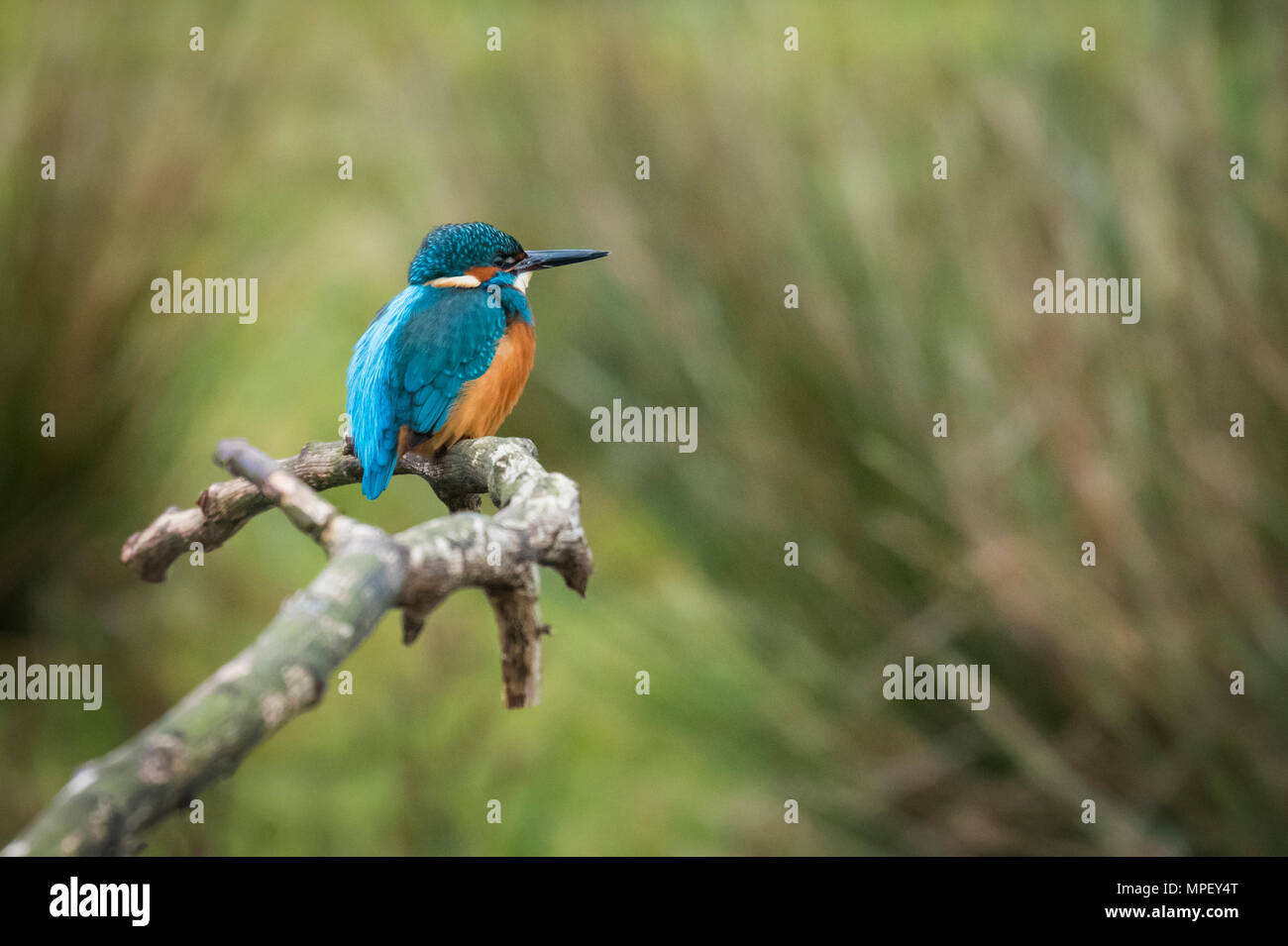 Kingfisher with colourful plumage in natural habitat, perching on branch, waiting & watching for prey - RSPB reserve, Yorkshire, England, UK. Stock Photo