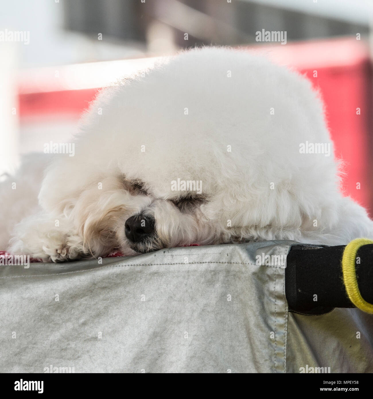 bichon frise sleepng Stock Photo Alamy