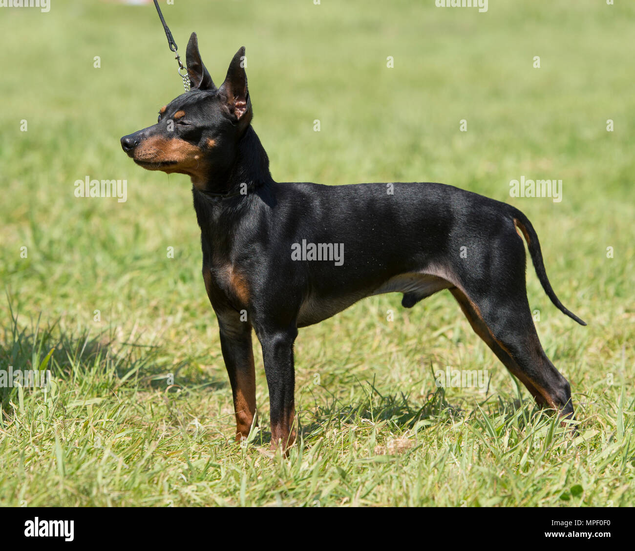 English Toy Terrier Dog Stock Photo Alamy