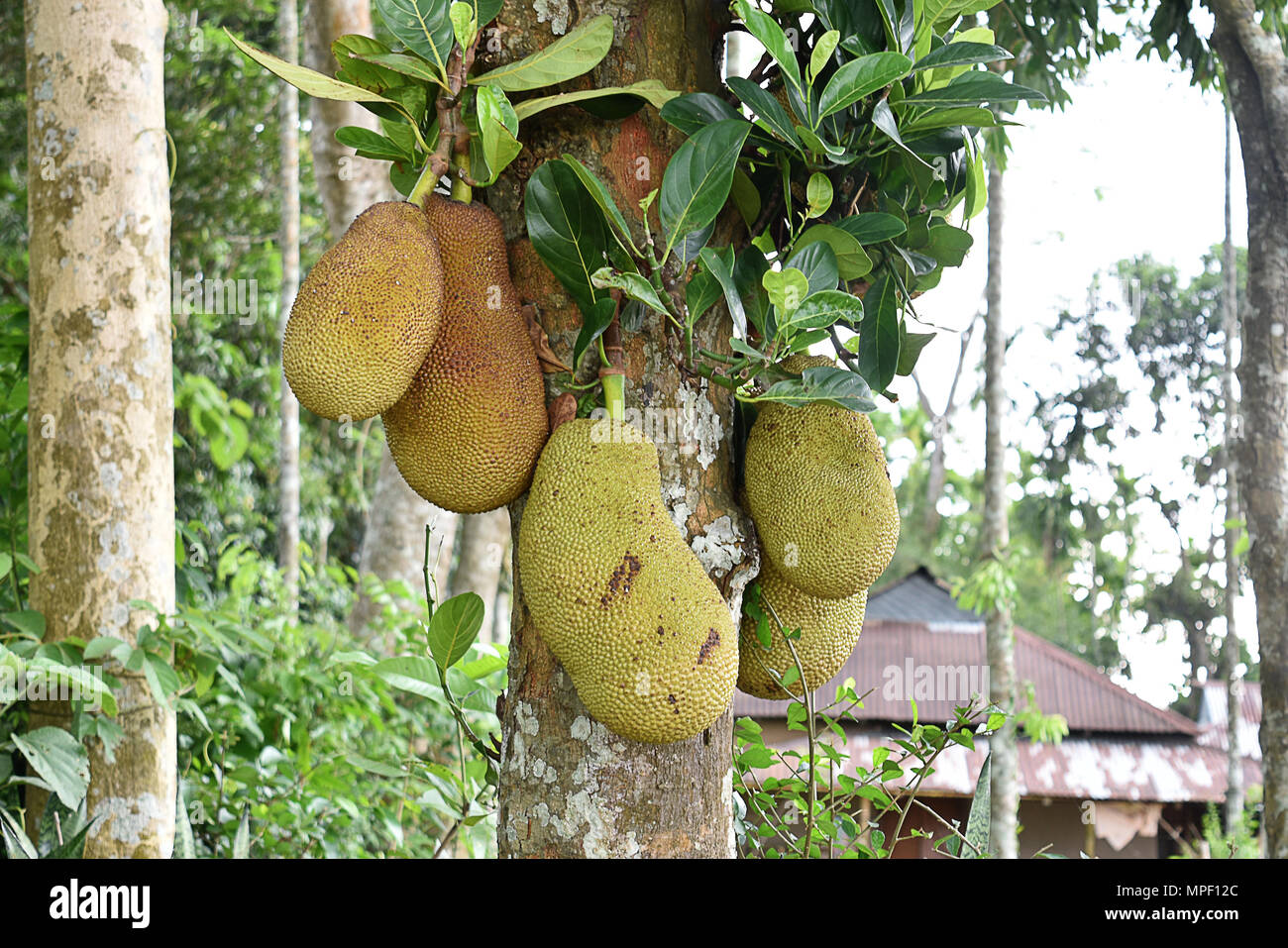 jack fruit tree in Indian village Stock Photo Alamy