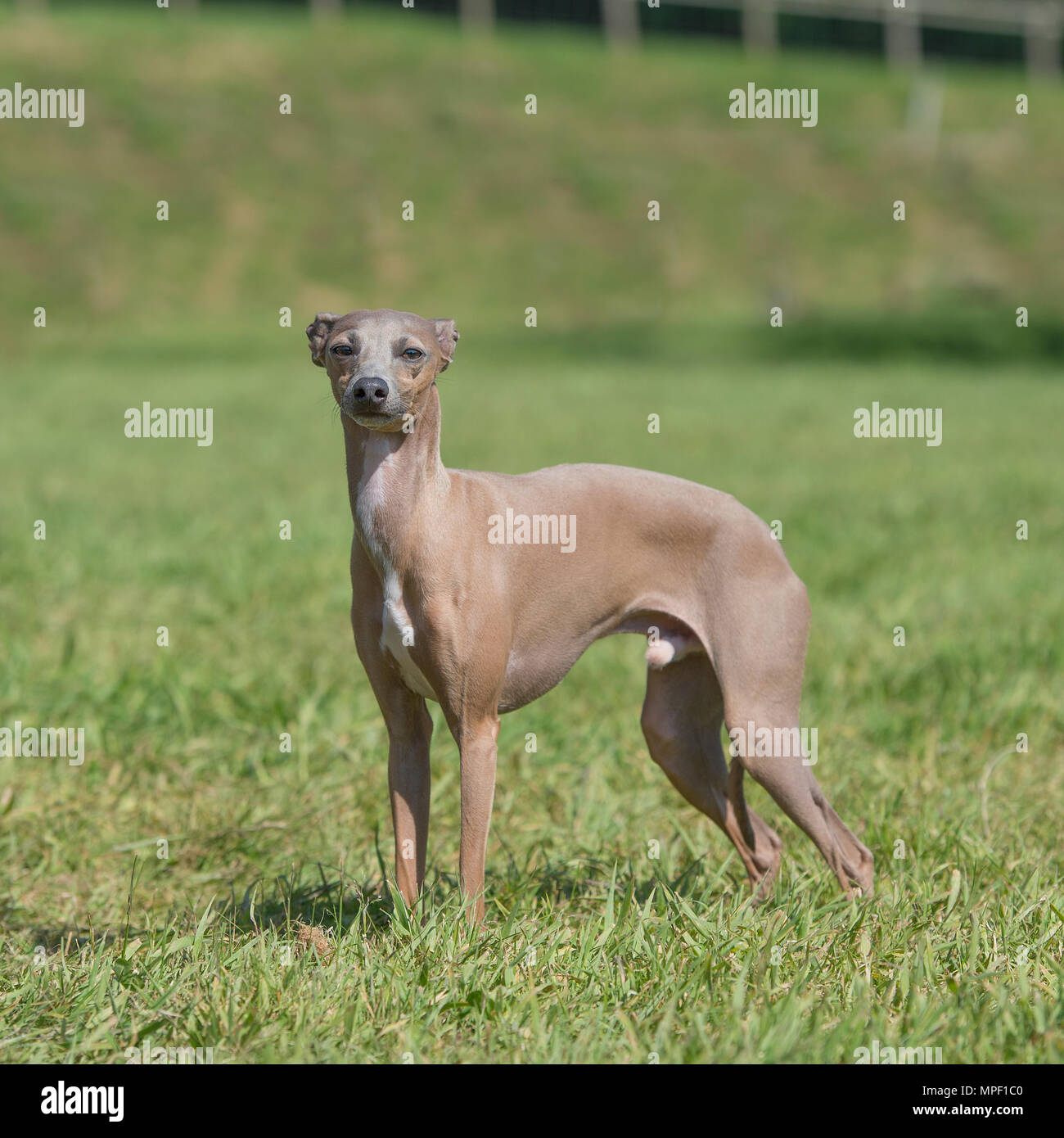 italian greyhound Stock Photo