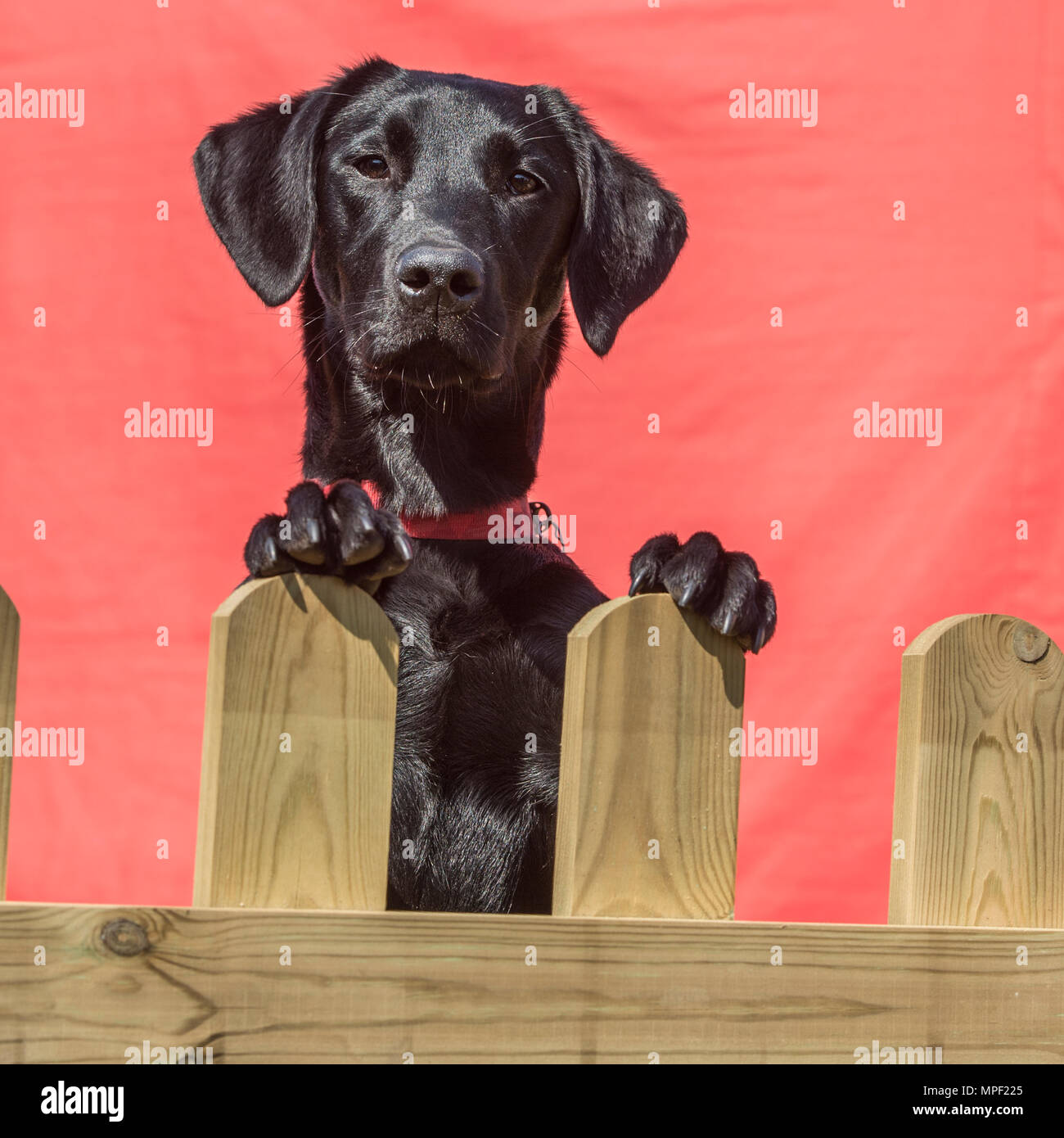 Labrador active breed hi-res stock photography and images - Alamy