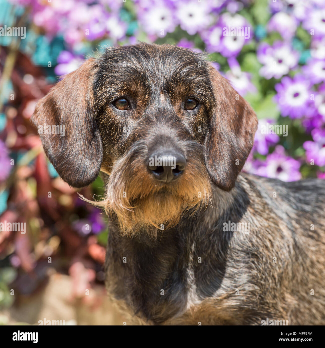wirehaired dachshund Stock Photo