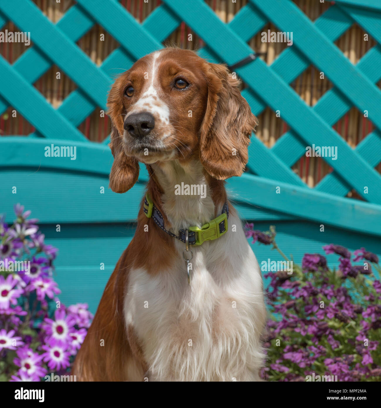 Welsh dog breed hires stock photography and images Alamy