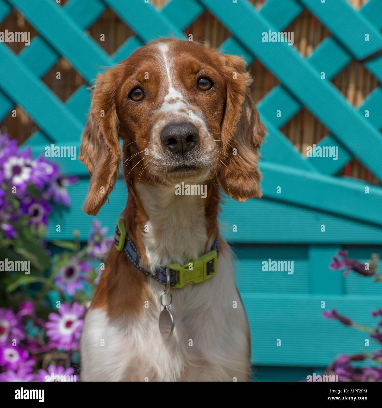 welsh springer spaniel Stock Photo