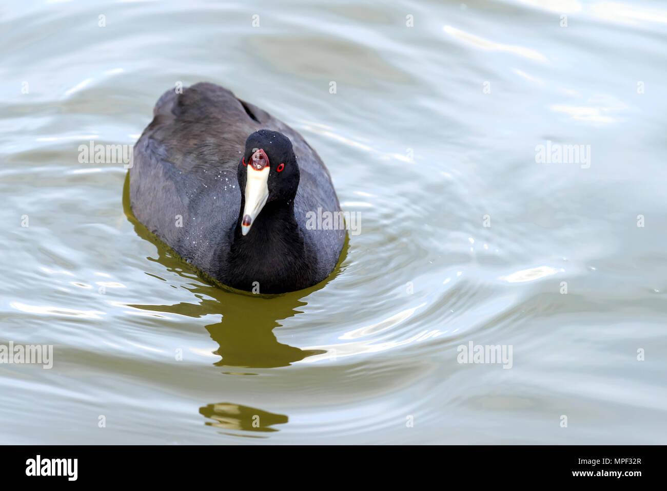American Coot swimming on a Canadian lake Stock Photo