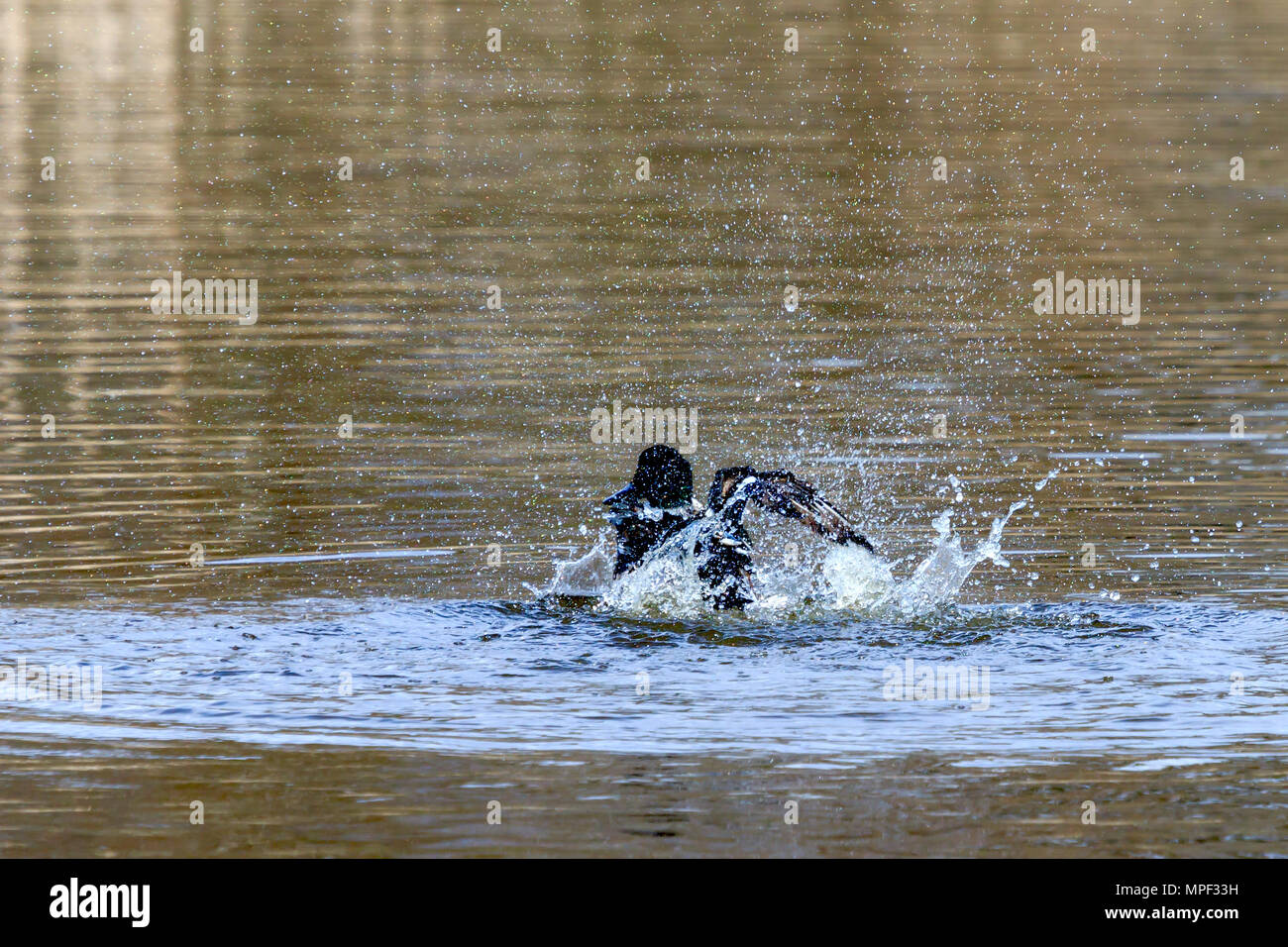 Male Northern Shoveler swimming on lake Stock Photo