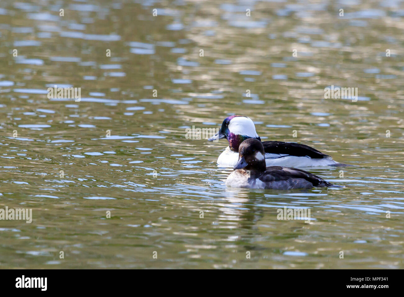 Male Bufflehead duck swimming on a Canadian lake Stock Photo