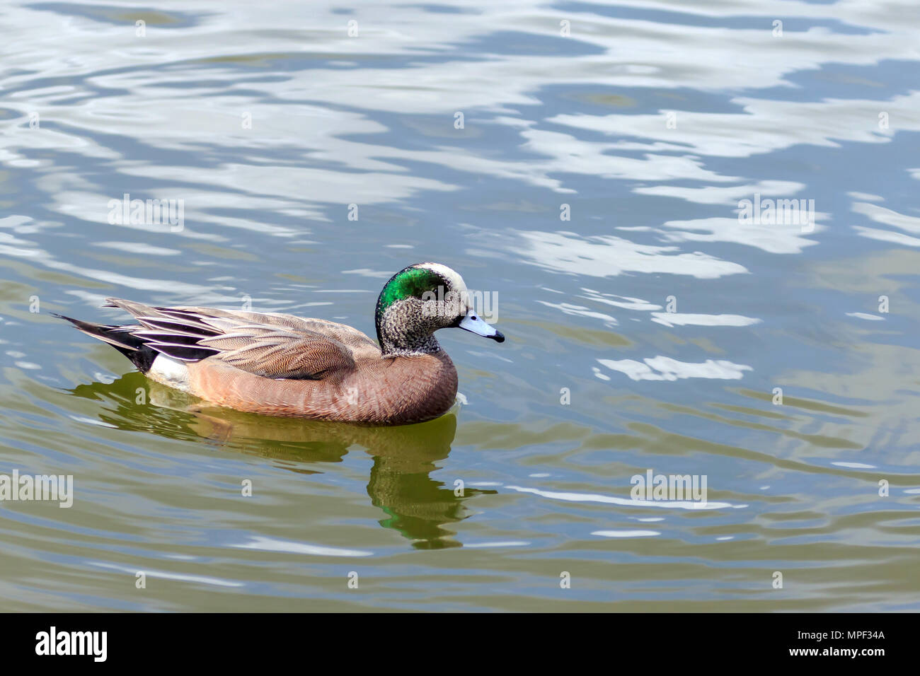 Male American Wigeon swimming on a Canadian lake Stock Photo