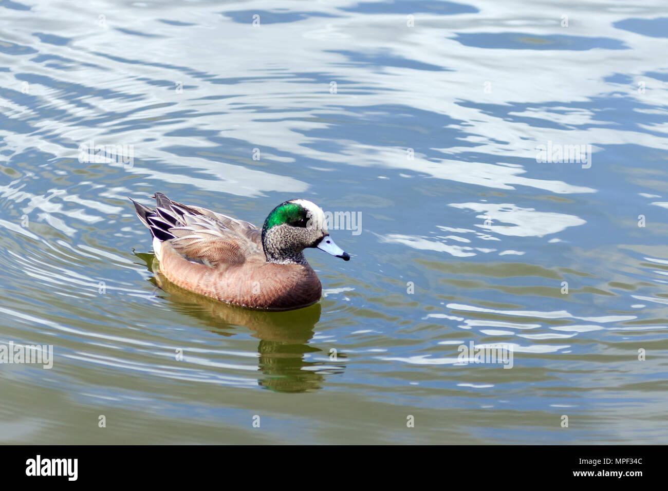 Male American Wigeon swimming on a Canadian lake Stock Photo