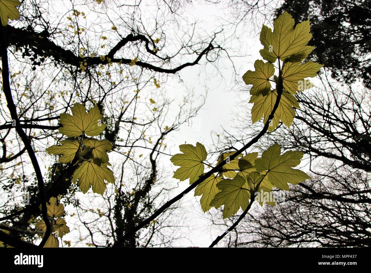 Sycamore leaves hi-res stock photography and images - Alamy