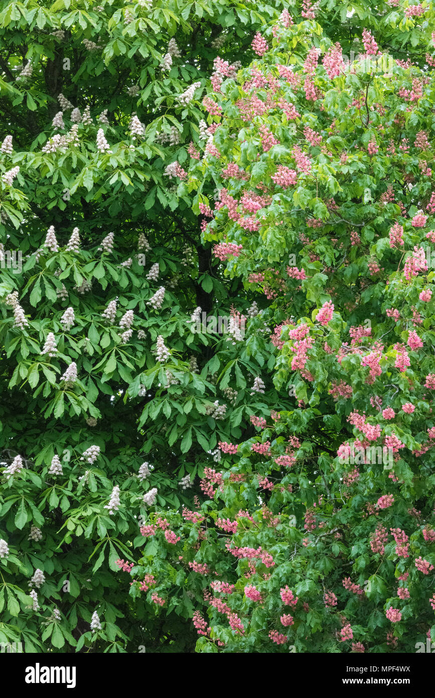 horse chestnut trees in late summer with beautiful flowers and foliage. Stock Photo