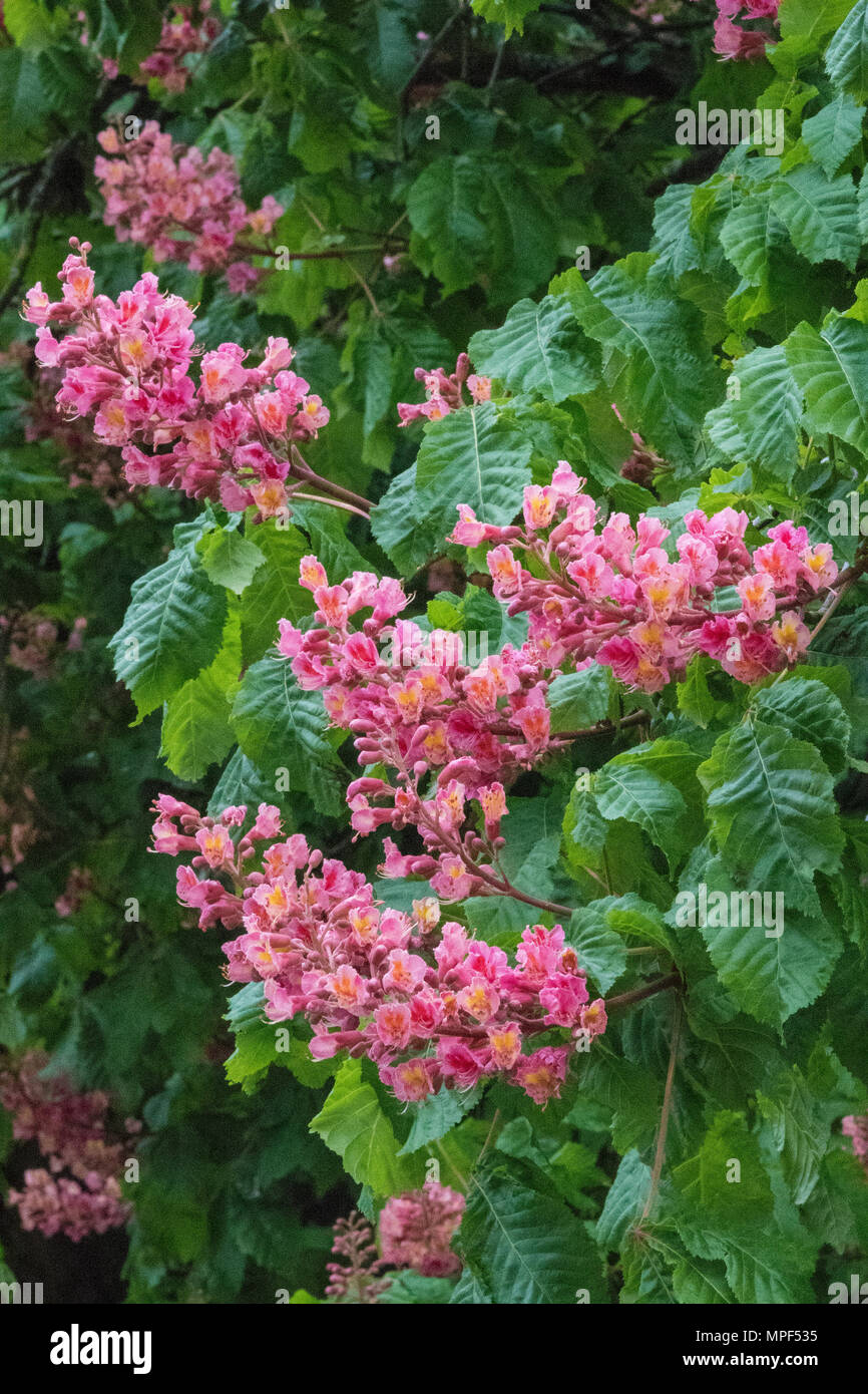 pink horse chestnut blossom tree Stock Photo Alamy