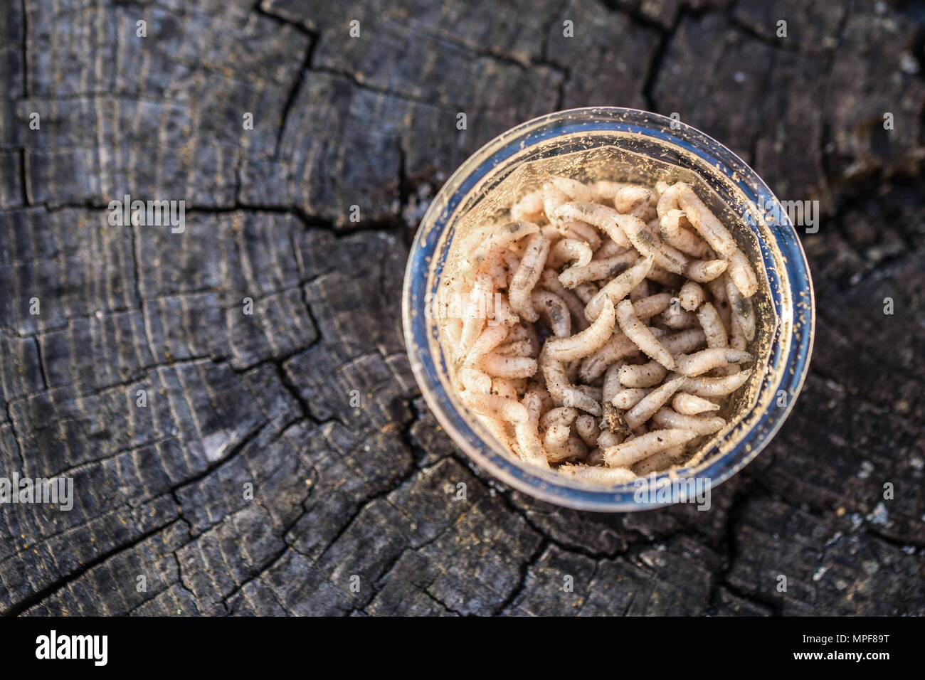 Maggots On Food High Resolution Stock Photography and Images Alamy