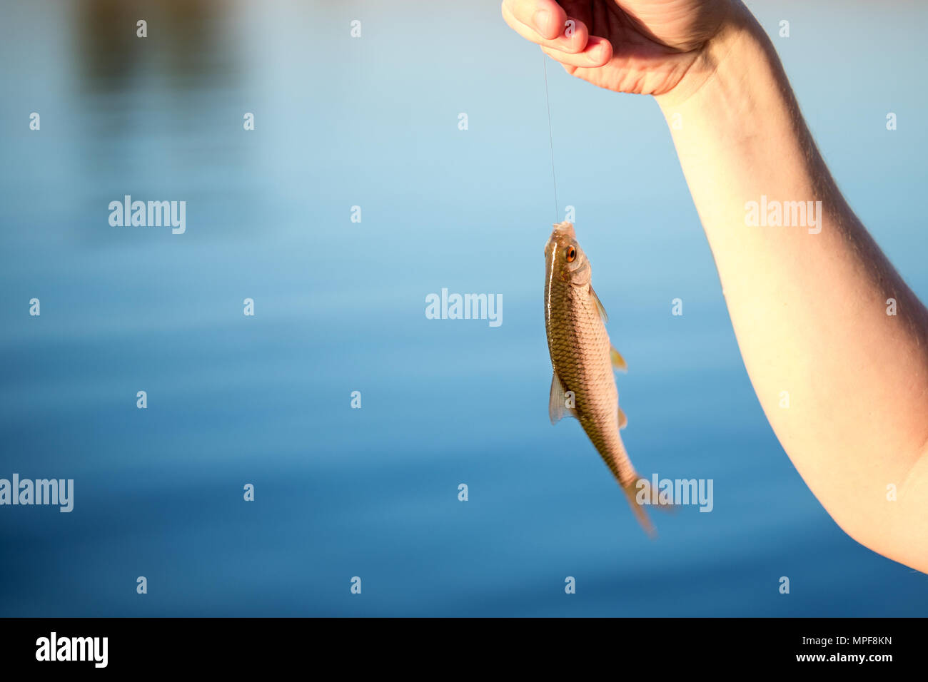 Close-up small redeye fish on a hook in hand against blue lake or river  water. Newcomer fishing background. Copyspace Stock Photo - Alamy