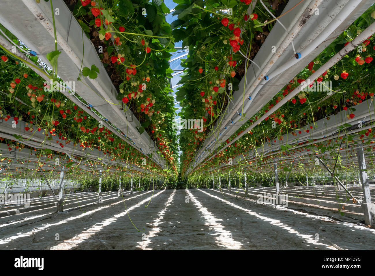 Greenhouse with rows of ripe big red strawberries plants, ready for ...
