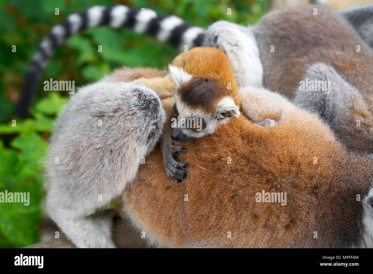 Ring tailed lemurs family outdoor forest Stock Photo