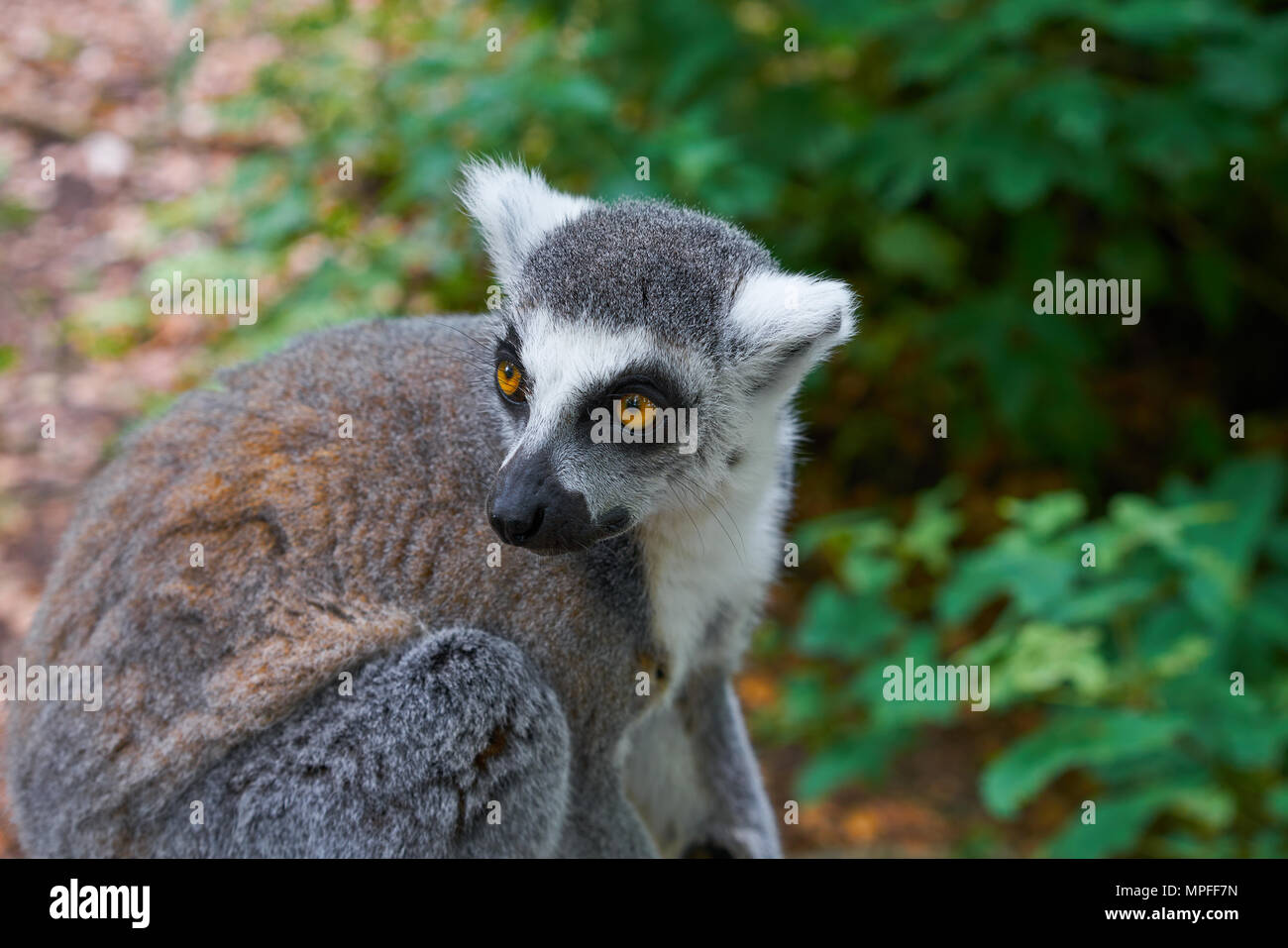 Ring tailed lemur outdoor forest image Stock Photo