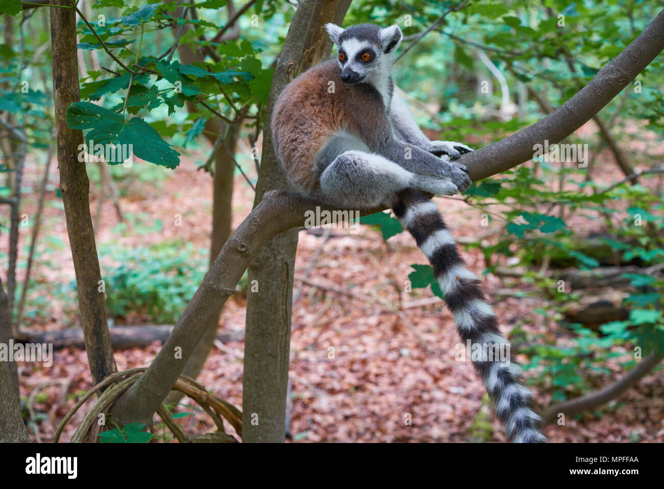 Ring tailed lemur outdoor forest image Stock Photo