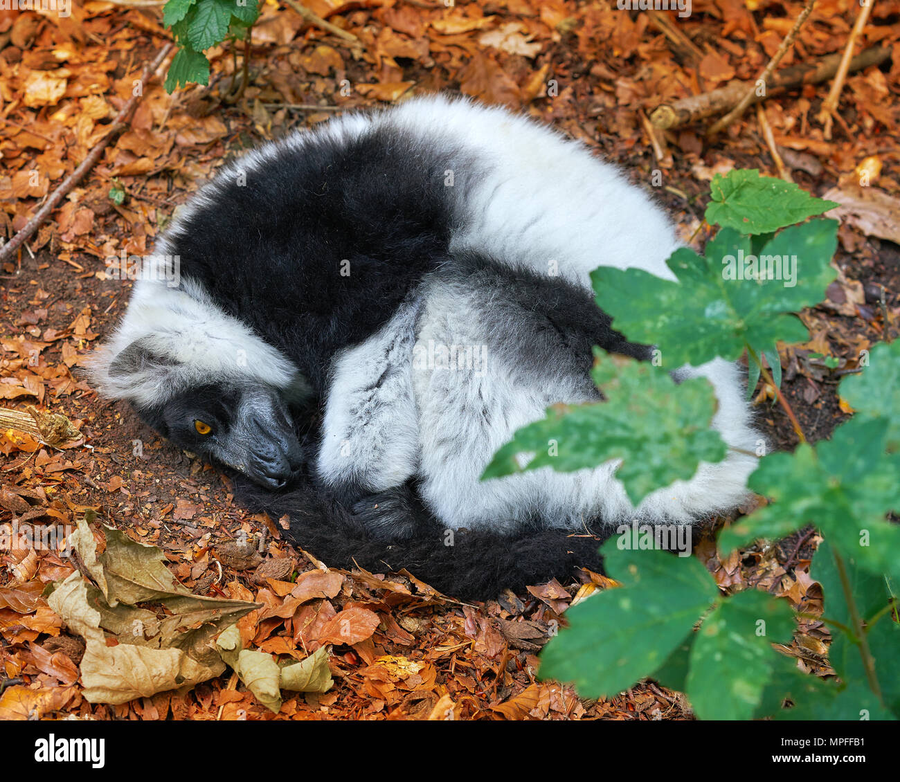 ruffed lemur from Madagascar portrait sleeping nap Stock Photo