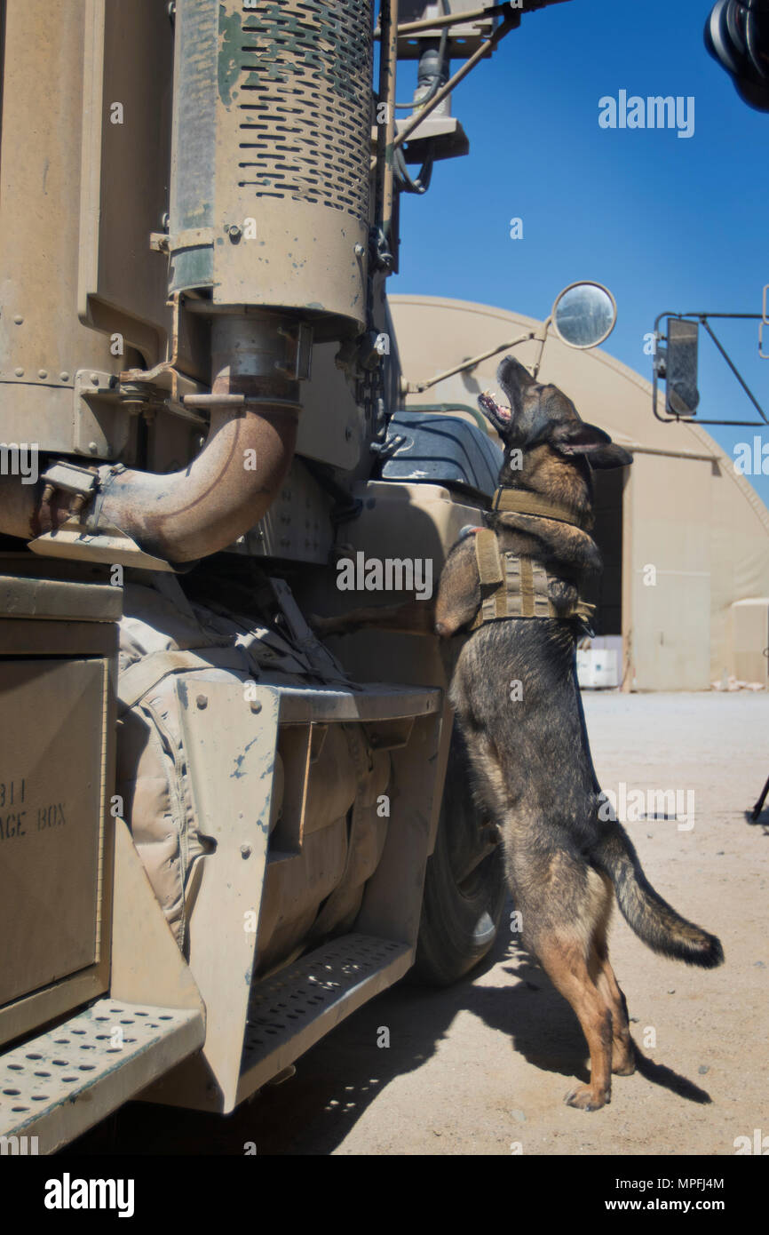 Diana, a military working dog (MWD) with the Directorate of Emergency