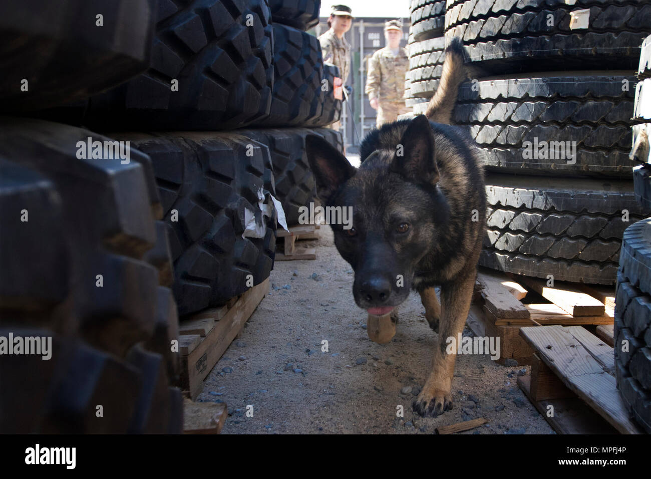 Freddy, a military working dog (MWD) with the Directorate of Emergency