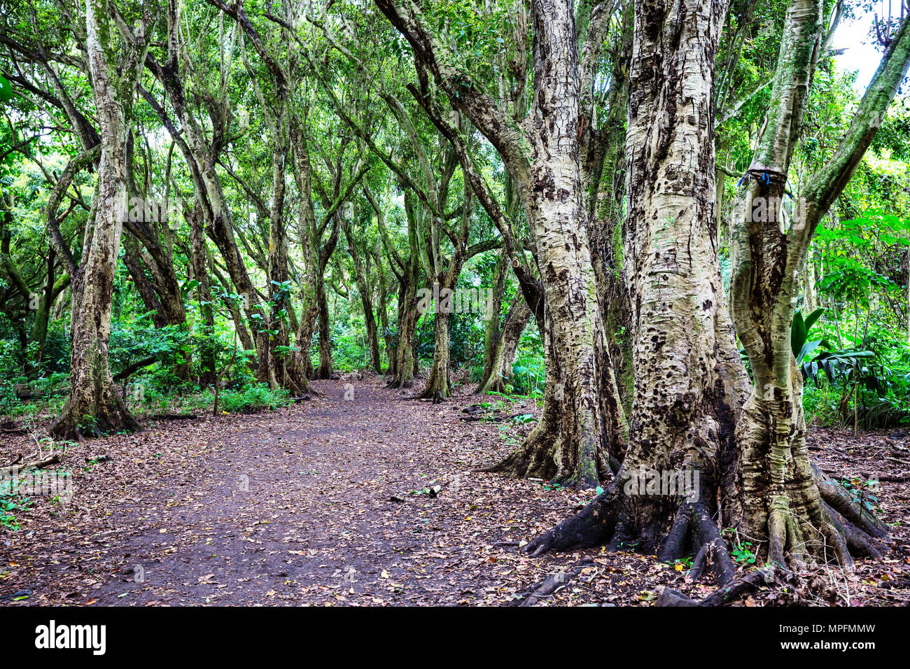 Hawaii tropical fog forest hi-res stock photography and images - Alamy