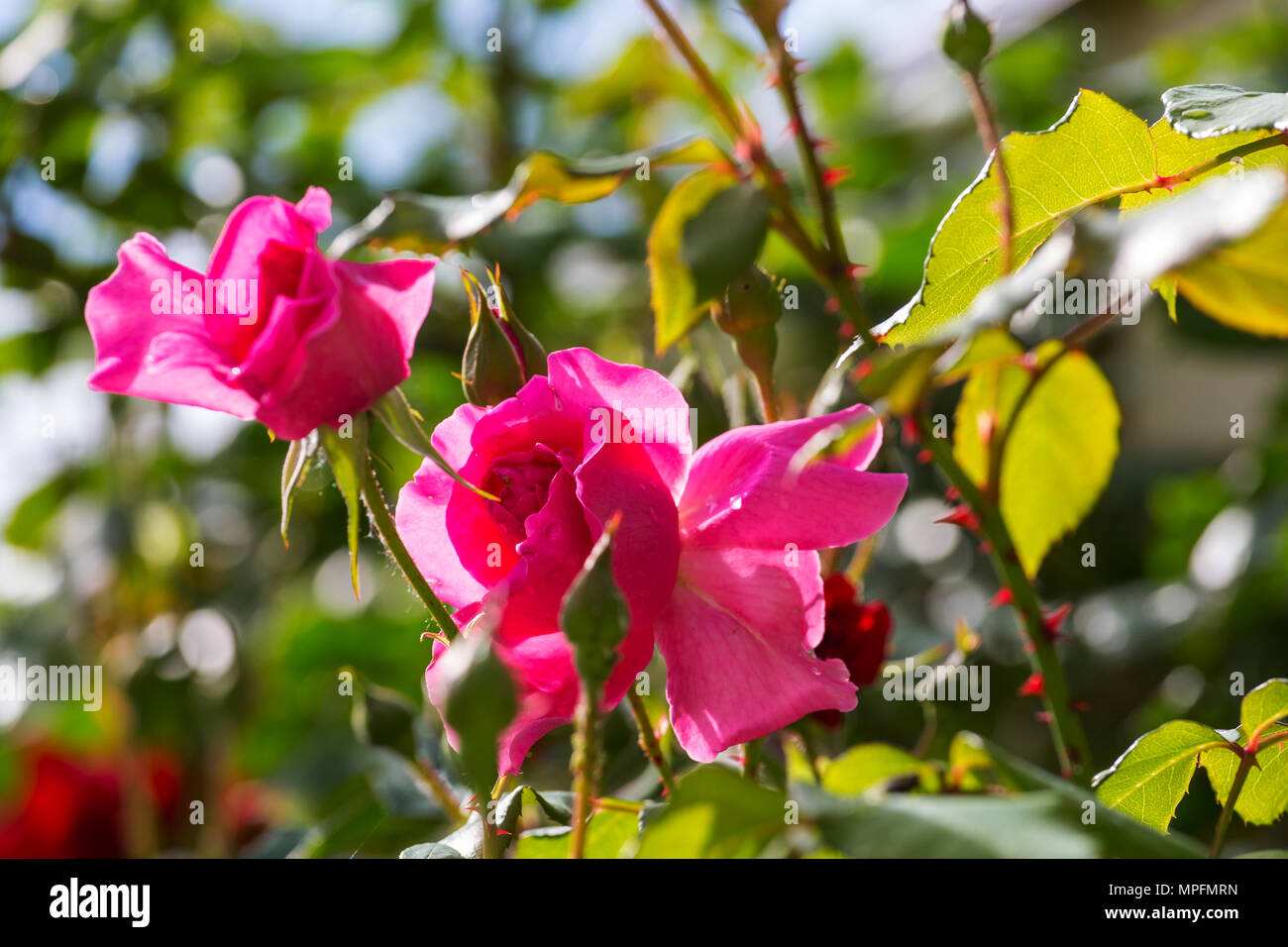 Pink Rose, beautiful nature background Stock Photo - Alamy