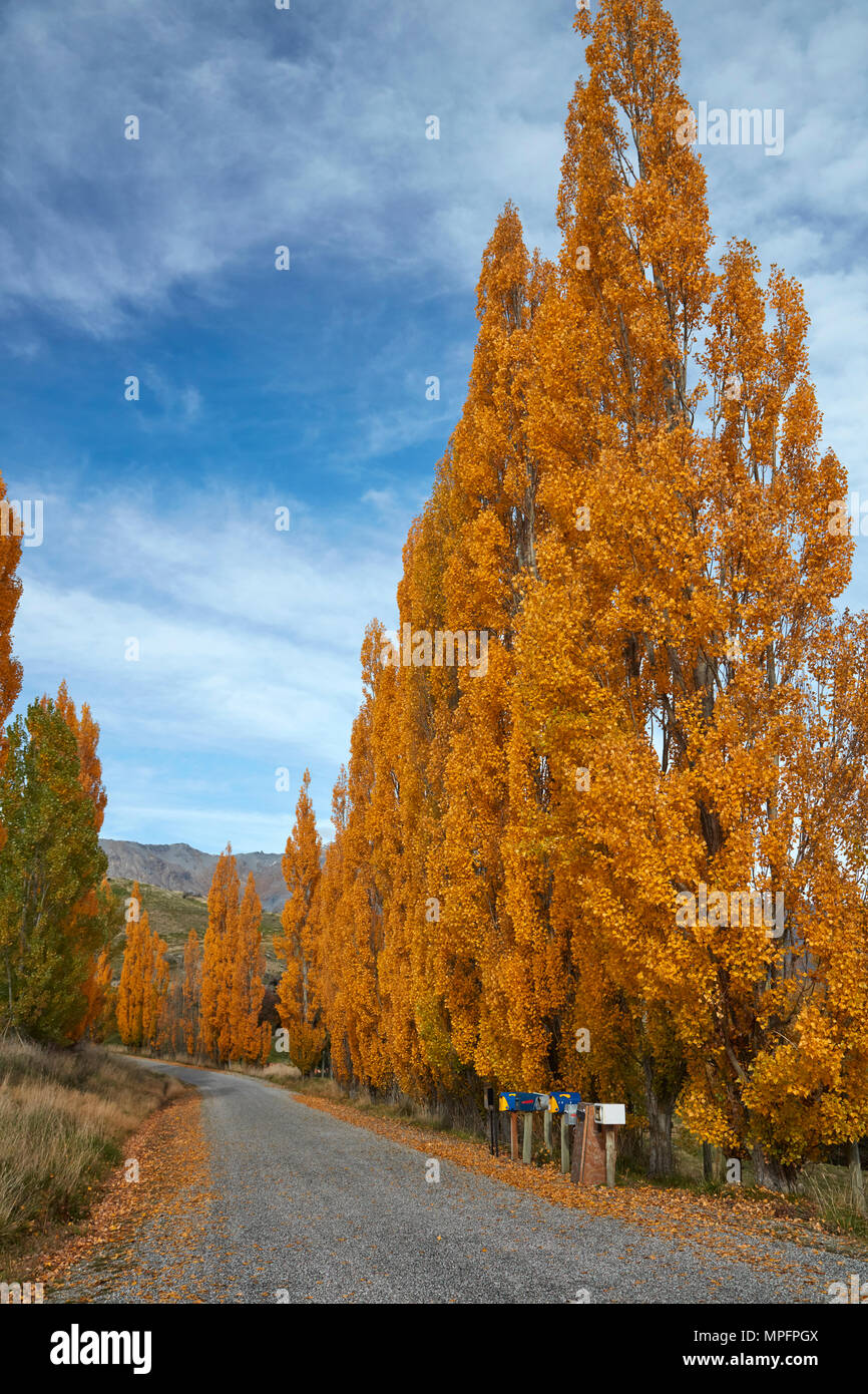 Poplar trees in autumn and letterboxes, Crown Terrace, near Arrowtown