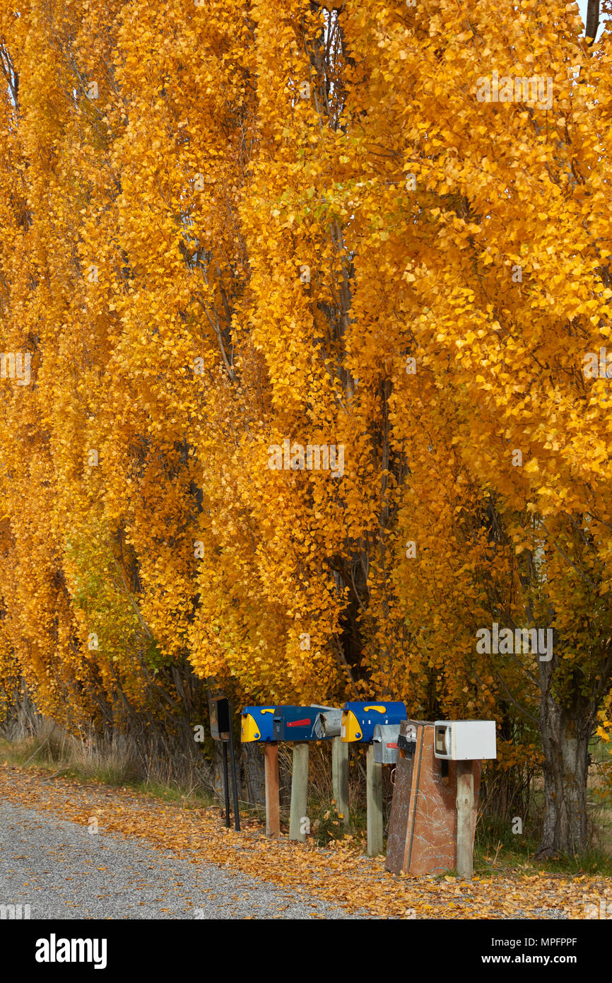 Poplar trees in autumn and letterboxes, Crown Terrace, near Arrowtown