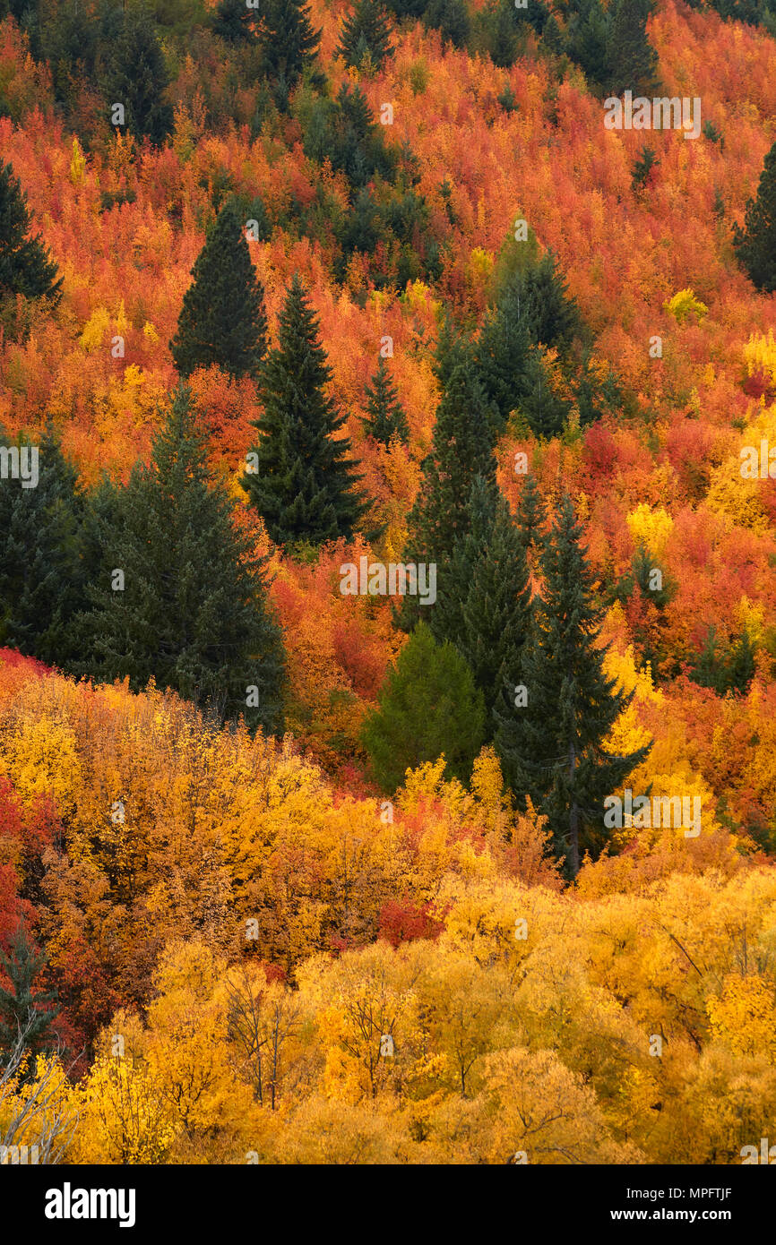 Autumn trees, Arrowtown, near Queenstown, Otago, South Island, New