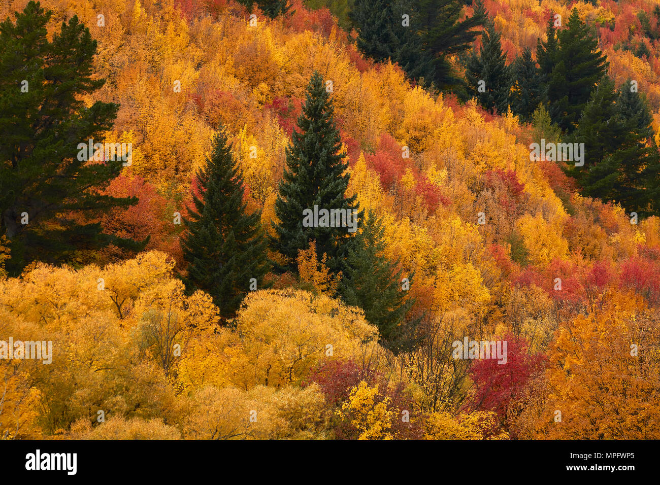 Autumn trees, Arrowtown, near Queenstown, Otago, South Island, New Zealand Stock Photo