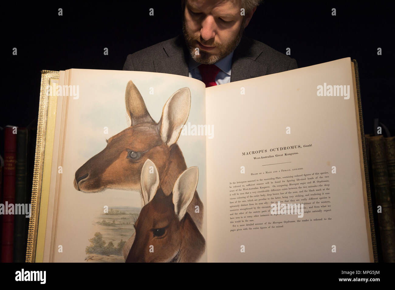 Bonhams, New Bond Street, London, UK. 23 May, 2018. Birds of a Feather, one of the finest collections of ornithological books in private hands - Wassenaar Zoo: a Dutch Private Library - is on display at Bonhams before it’s sale on 30 May. The collection, which also contains zoological works on cats, monkeys, fish, chameleons, elephants, and other animals, was assembled during the 1950s to complement the work of Wassenaar Zoo, which has since closed. Photo: Matthew Haley, Head of Books at Bonhams, with the collection. Credit: Malcolm Park/Alamy Live News. Stock Photo