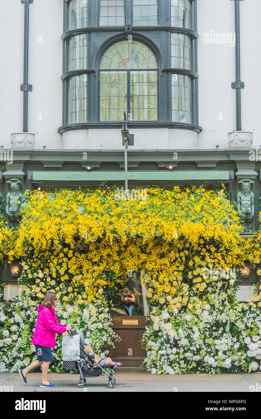 London, UK. 23rd May 2018. The Ivy Chelsea Garden branch in the Kings Road is covered in flowers as part of Chelsea in Bloom and the Chelsea fringe - The RHS Chelsea Flower Show at the Royal Hospital, Chelsea. Credit: Guy Bell/Alamy Live News Stock Photo