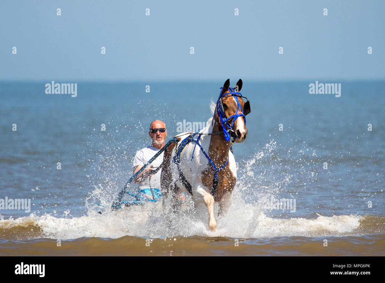 Jockey Cart on Southport Beach, Merseyside. 23rd May 2018. UK Weather.  Bernard Perry is towed in his jockey cart or sulky by his beloved 6 year old mare 'Trigger' along the shoreline of the incoming tide on Southport beach in Merseyside.  A sulky is a lightweight cart having two wheels and a seat for the driver generally pulled by horses or dogs, and is used for harness races.  Credit: Cernan Elias/Alamy Live News Stock Photo