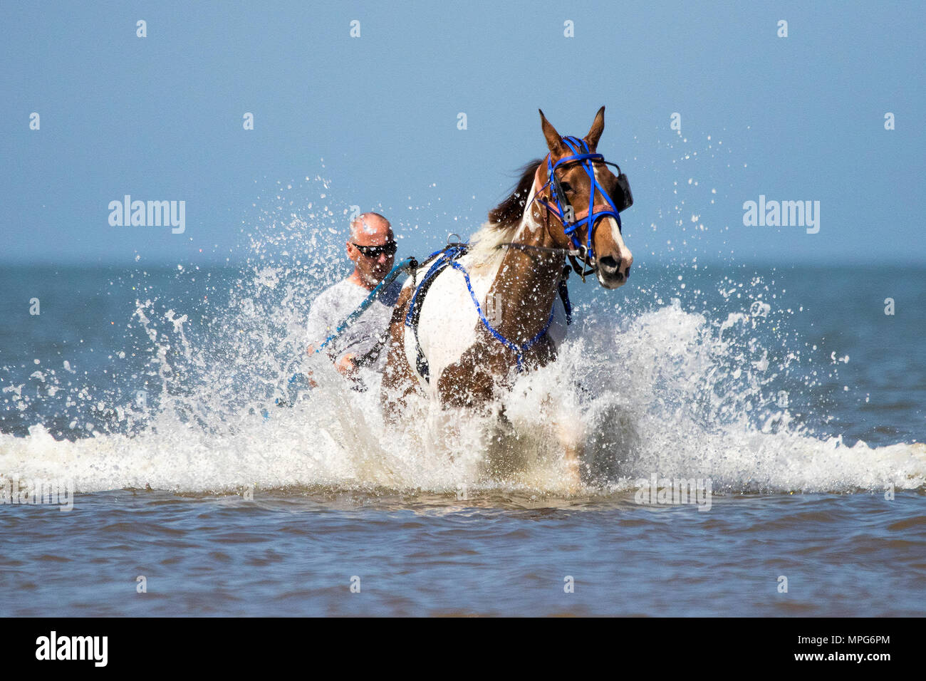 Jockey Cart on Southport Beach, Merseyside. 23rd May 2018. UK Weather.  Bernard Perry is towed in his jockey cart or sulky by his beloved 6 year old mare 'Trigger' along the shoreline of the incoming tide on Southport beach in Merseyside.  A sulky is a lightweight cart having two wheels and a seat for the driver generally pulled by horses or dogs, and is used for harness races.  Credit: Cernan Elias/Alamy Live News Stock Photo