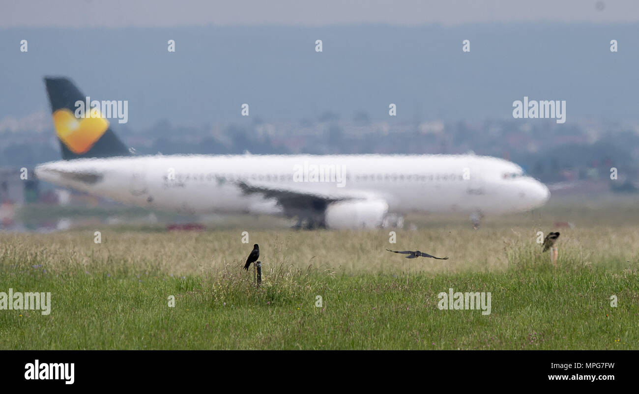23 May 2018, Stuttgart, Germany: Crows sit next to the runway on which an airplane rolls to take off. According to the German Committee for the Prevention of Bird Strikes in Air Traffic (DAVVL), up to 2,100 so-called bird strikes are registered per year in the German airspace. Many airports are trying to scare away the birds. Photo: Sebastian Gollnow/dpa Stock Photo