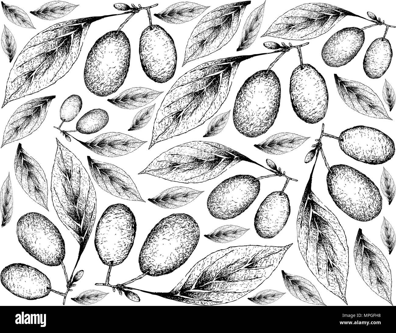 Tropical Fruits, Illustration Wallpaper of Hand Drawn Sketch Fresh Cornelian Cherries or Cornus Mas Fruits Hanging on Tree Branch Isolated on White Ba Stock Vector