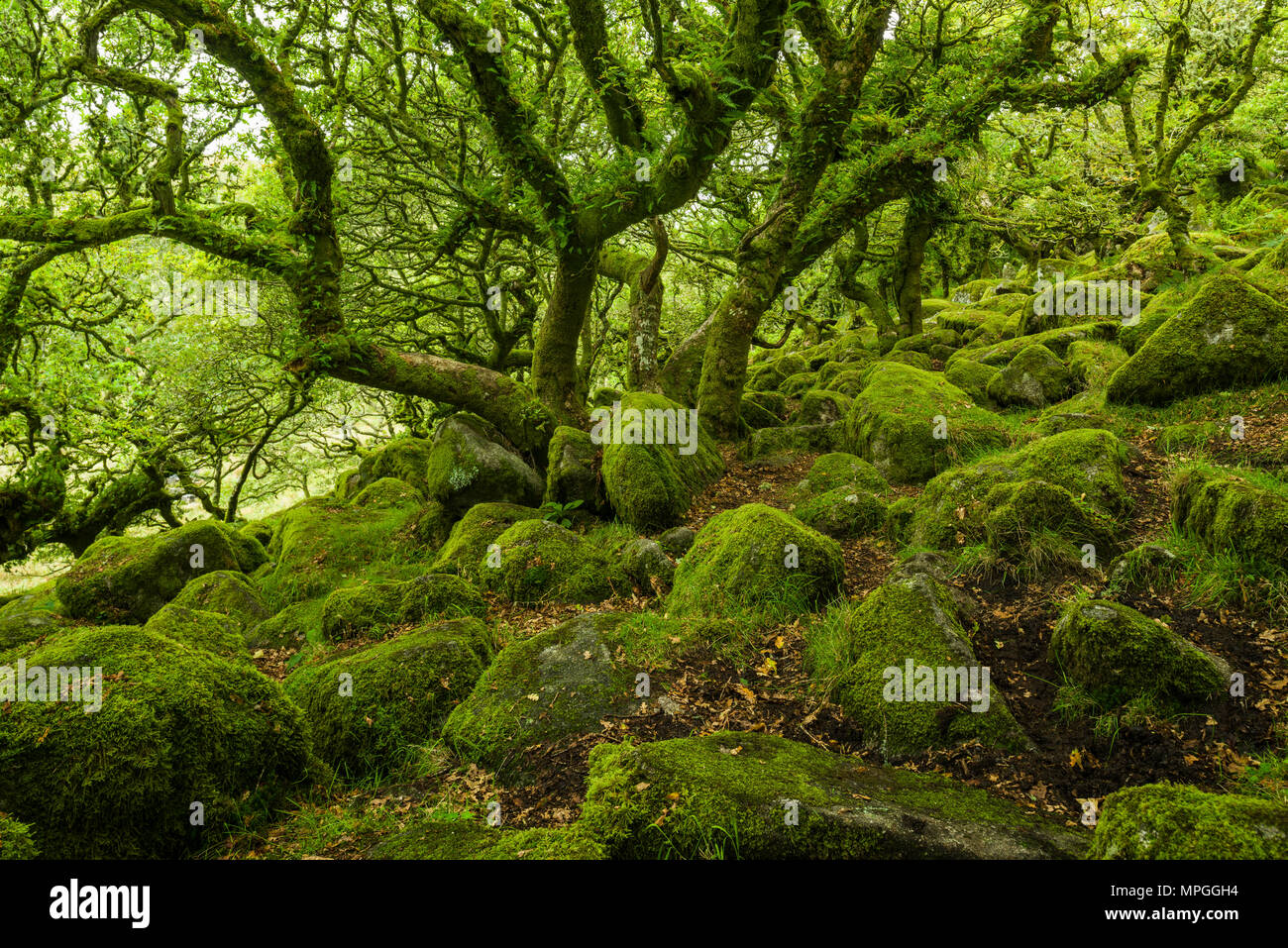 Wistman's Wood, a Site of Special Scientific Interest, in early autumn in Dartmoor National Park, Devon, England. Stock Photo