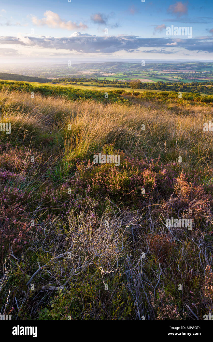 Heather on Black Down in the Mendip Hills Area of Natural Beauty in early autumn with the Yeo Valley beyond, Somerset, England. Stock Photo